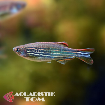 Kyathitbärbling, Danio kyathit